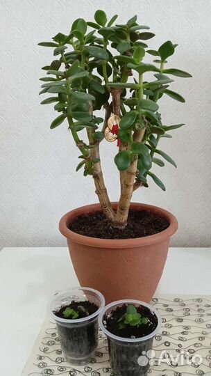 Крассула толстянка-денежное дерево