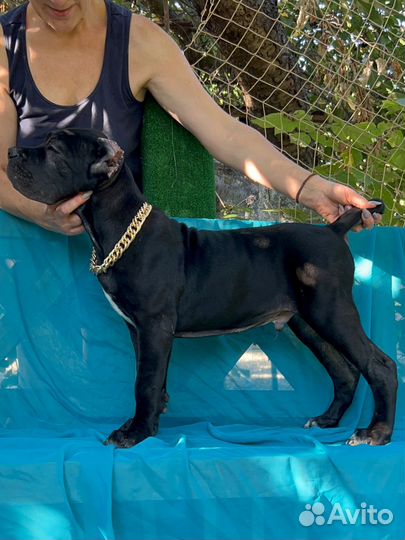 Щенки кане корсо