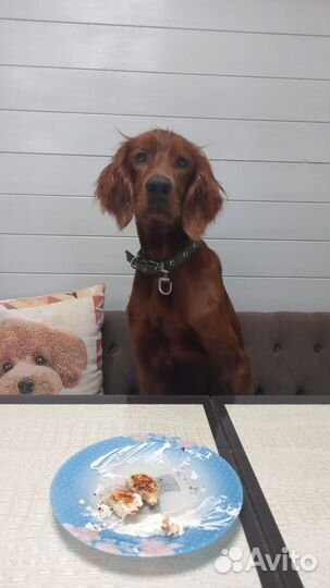 Ирландский сеттер