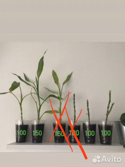 Растение Драцена «Сандера», или бамбук счастья