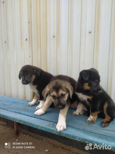 Собака в добрые руки отдам бесплатно