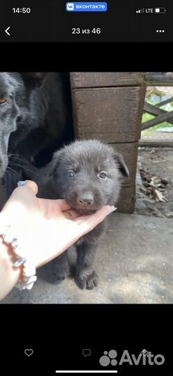 Щенки немецкой овчарки