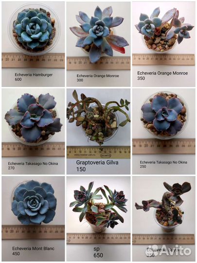 Суккуленты 5/6