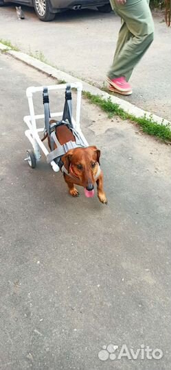 Инвалидная коляска для собак/кошек/животных
