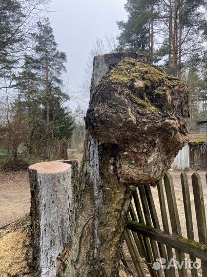 Кап березовый