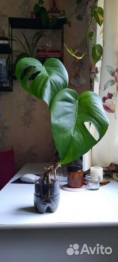 Комнатные растения