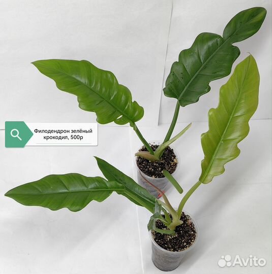 Филодендроны