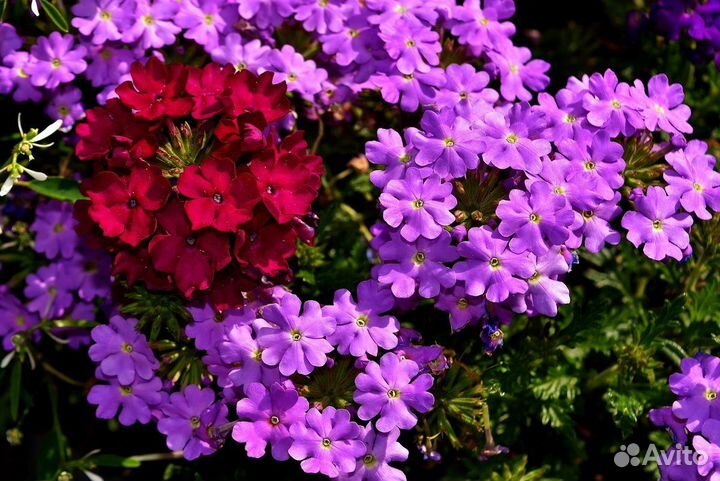 Комнатные растения \ Садовые растения