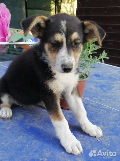 Собака,щенок,девочка в добрые руки