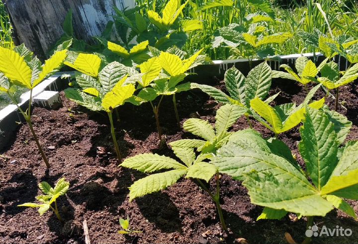 Саженцы декоративного Каштана для садового участка