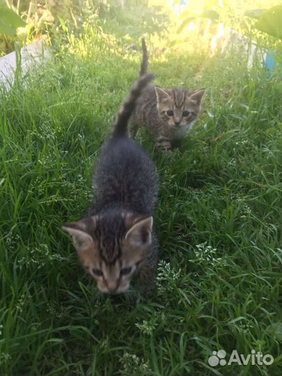 Котята в добрые руки бесплатно