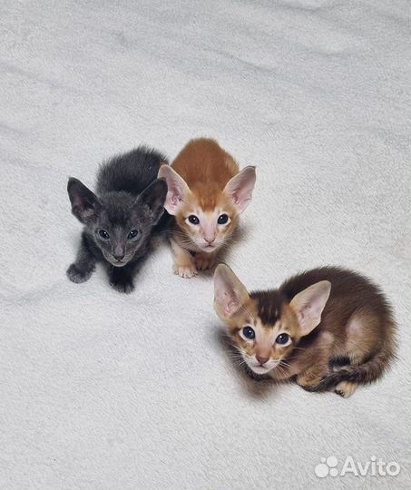 Ориентальные котята