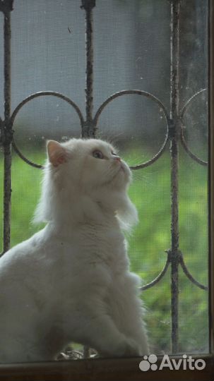 Кот бесплатно