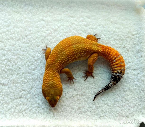 Эублефар геккон ящерица