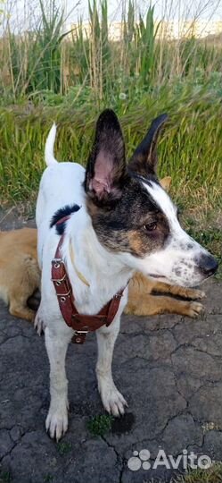 Собака щенок крупный