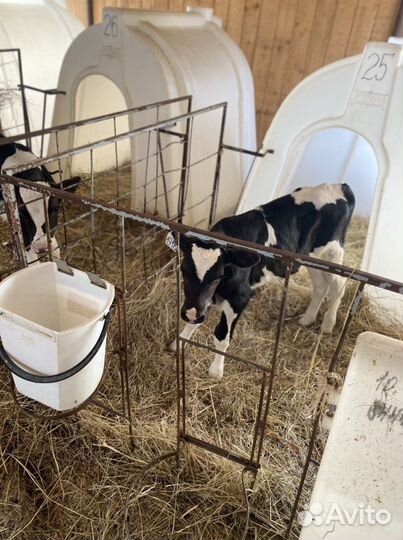 Бычки и телятки