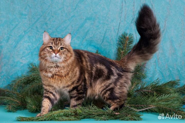 Cибирские котята