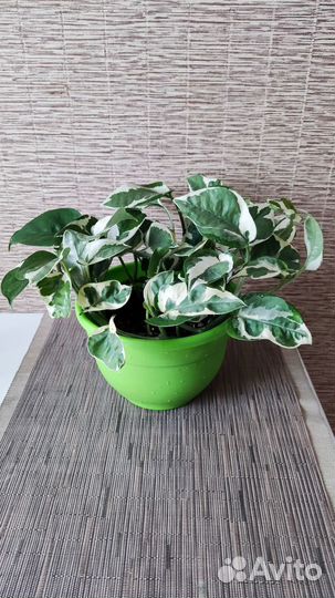 Сциндапсус N'Joy