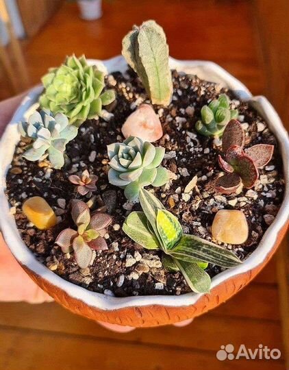 Суккуленты Хавортия Эониум Гастерия