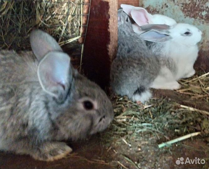 Крольчата