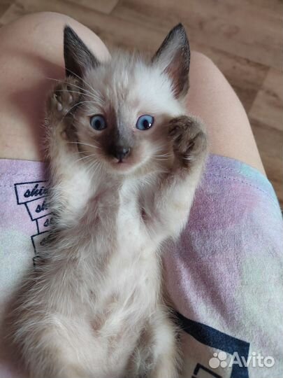 Котёнок (мальчик)