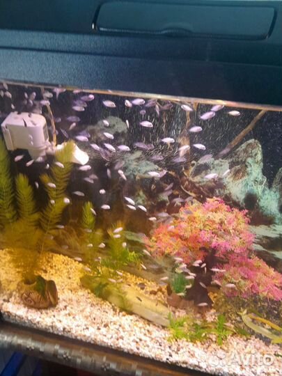 Розовые фламинго, цихлазомы, наннакара неоновая