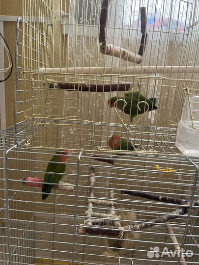 Неразлучники