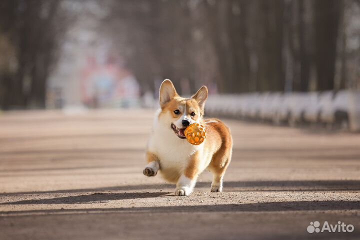 Кобель Вельш Корги Пемброк вязка