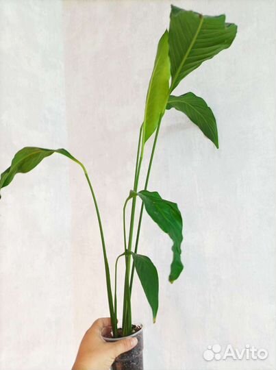 Спатифилум себастьяно