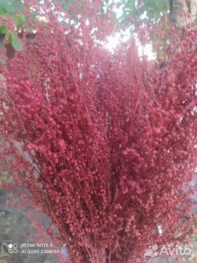 Сухоцветы для декора