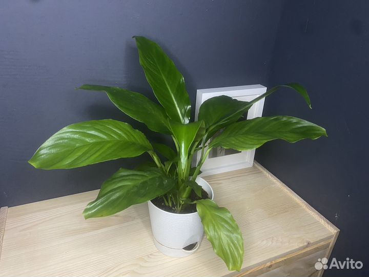 Спатифиллум