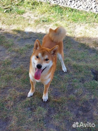 Мальчик сиба