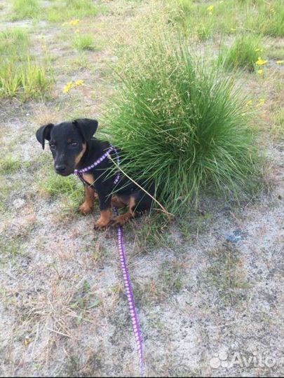 Ягдтерьеры