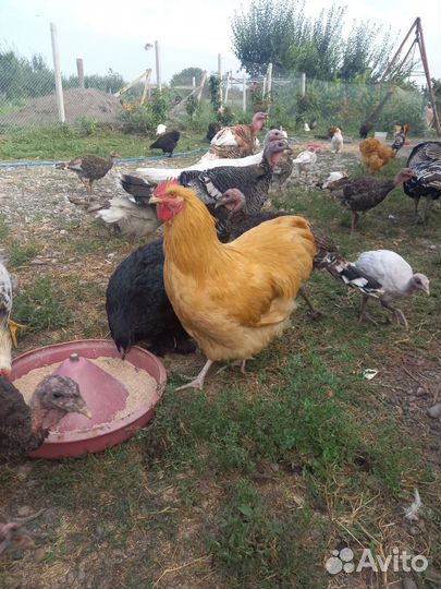 Куры и петушки породы орпинктон и кохинхин
