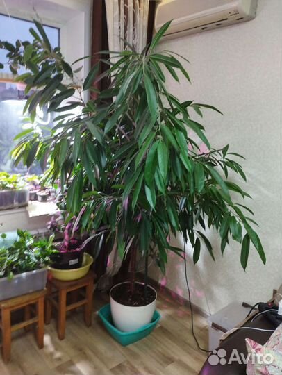 Фикус черенки