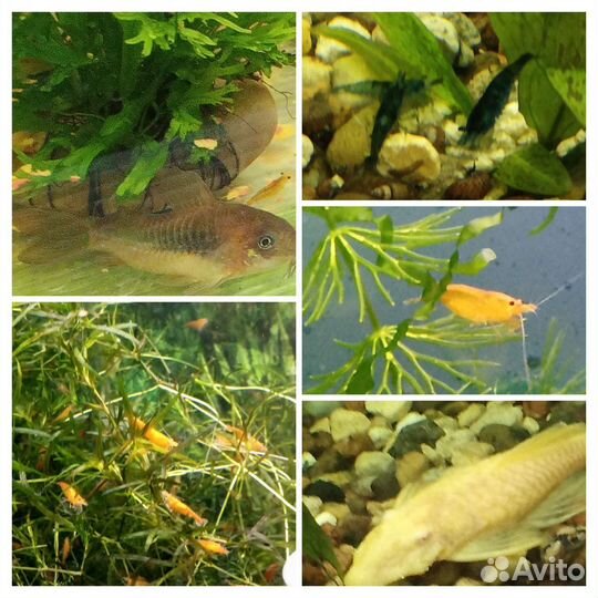 Креветки, сомики продам/обменяю