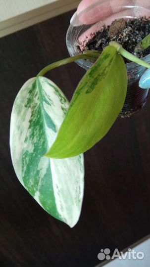 Филодендроны