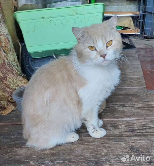 Кот ищет дом с выгулом