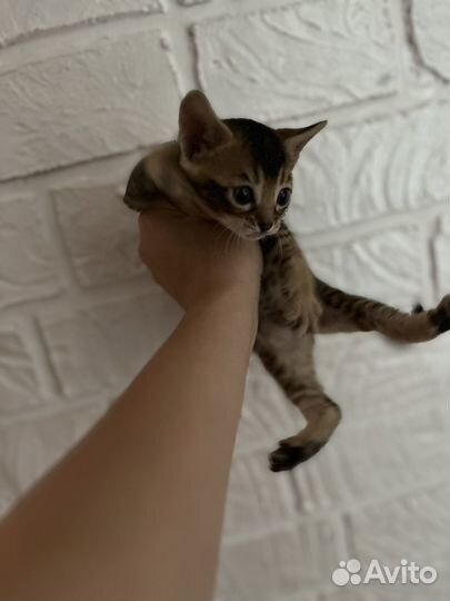 Бенгальская котята
