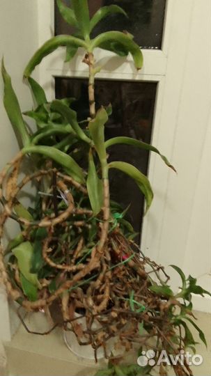 Растение золотой ус