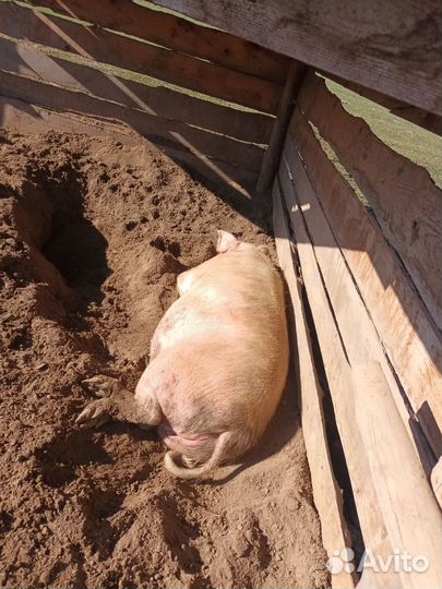 Продам свиней