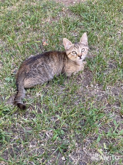 Котята отдам бесплатно