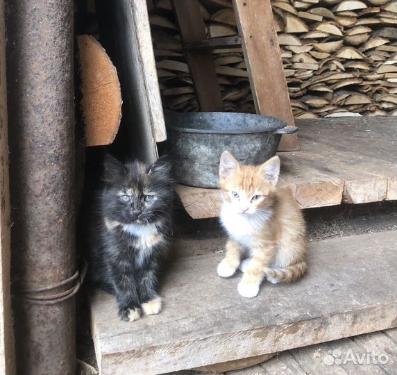 Котята бесплатно