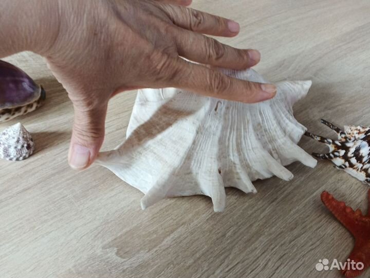 Морские ракушки раковины большие