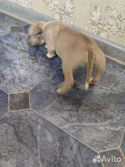 Американский стаффордширский терьер