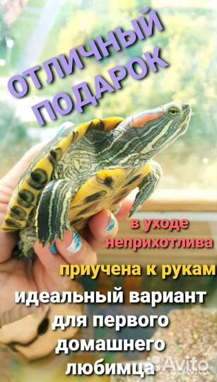 Красноухая черепаха с аквариумом