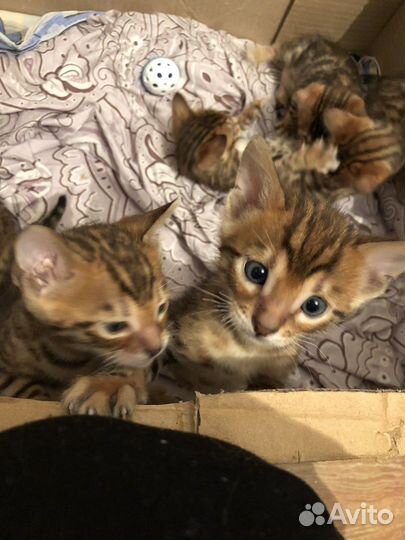 Бенгальская