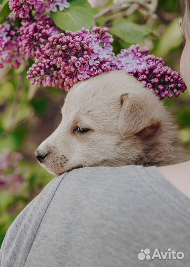 Маленький щенок ищет дом