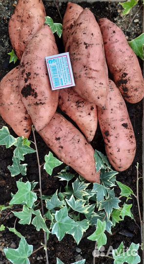 Батат саженцы с доставкой по России