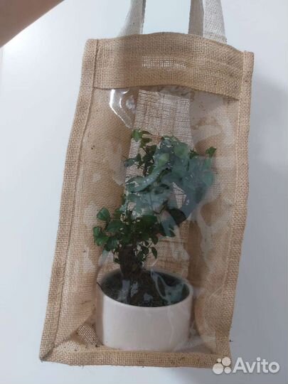 Бонсай кармона